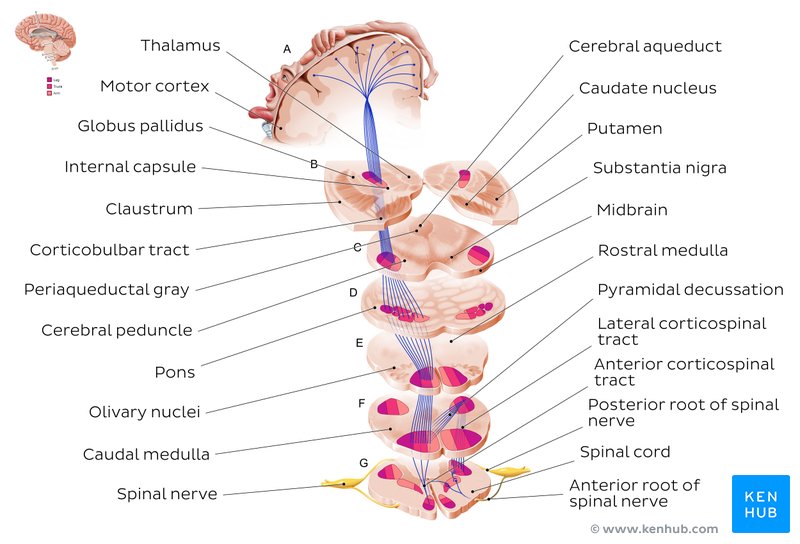 Spinal Cord Ascending And Descending Tracts Kenhub