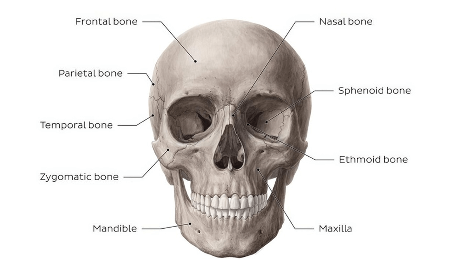 Kenhub expert skull illustration