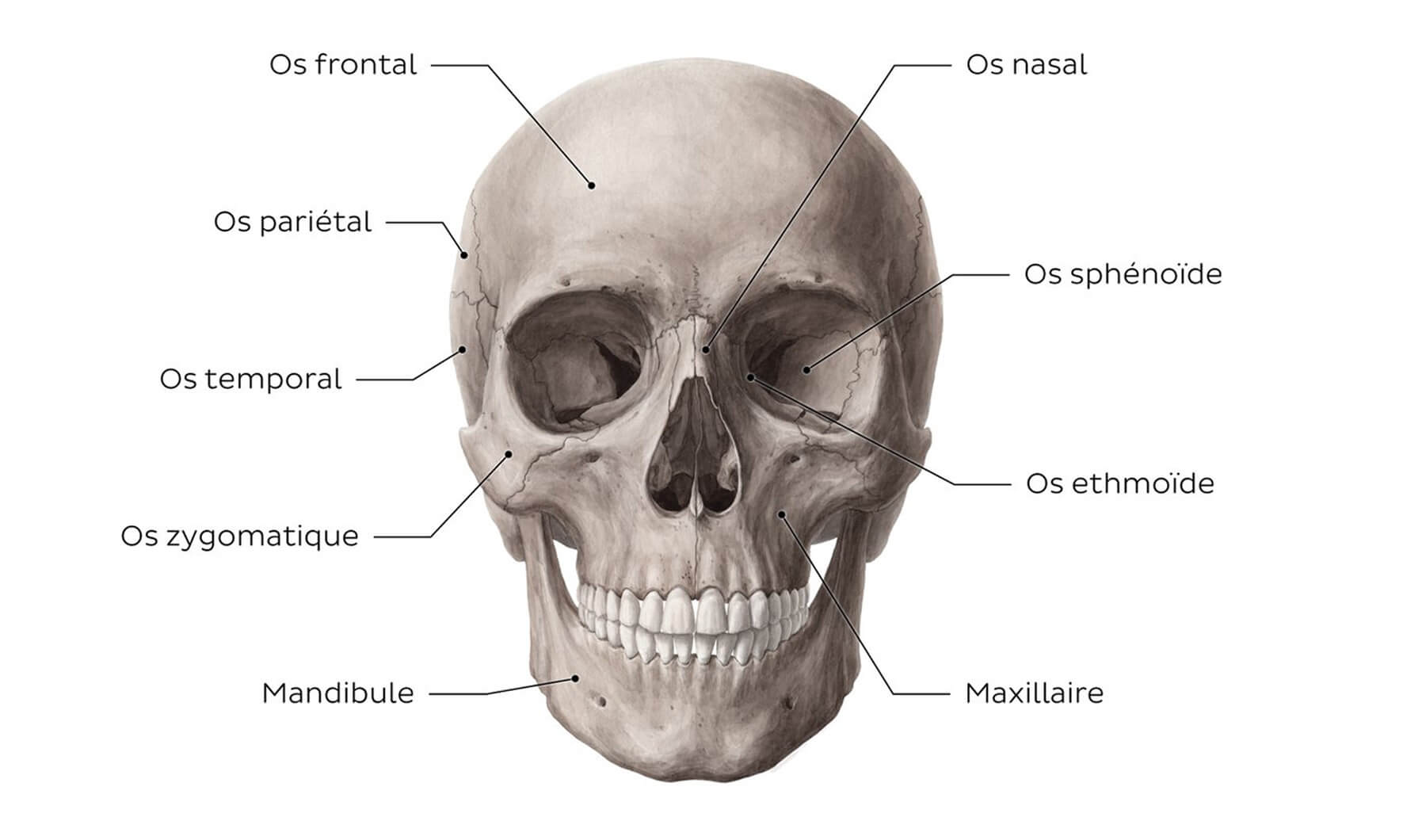 Illustration du crâne conçue par les experts de Kenhub