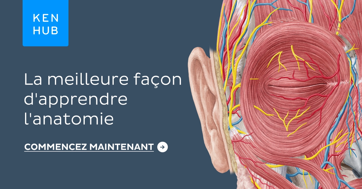 Cours et formations d'anatomie humaine en ligne | Kenhub