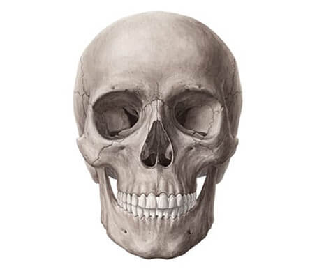 Illustration du crâne