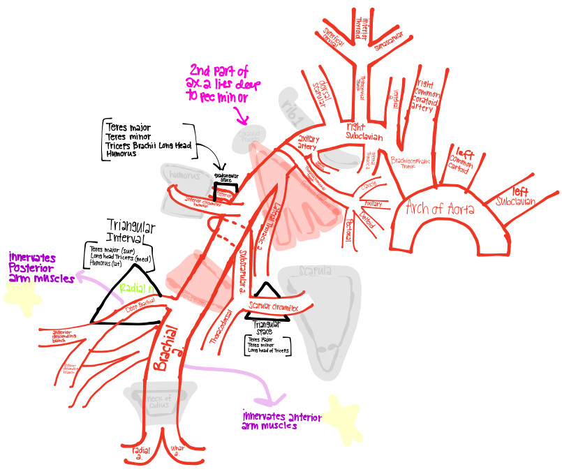 Rascunhos de Aprendizagem de Anatomia da Kim