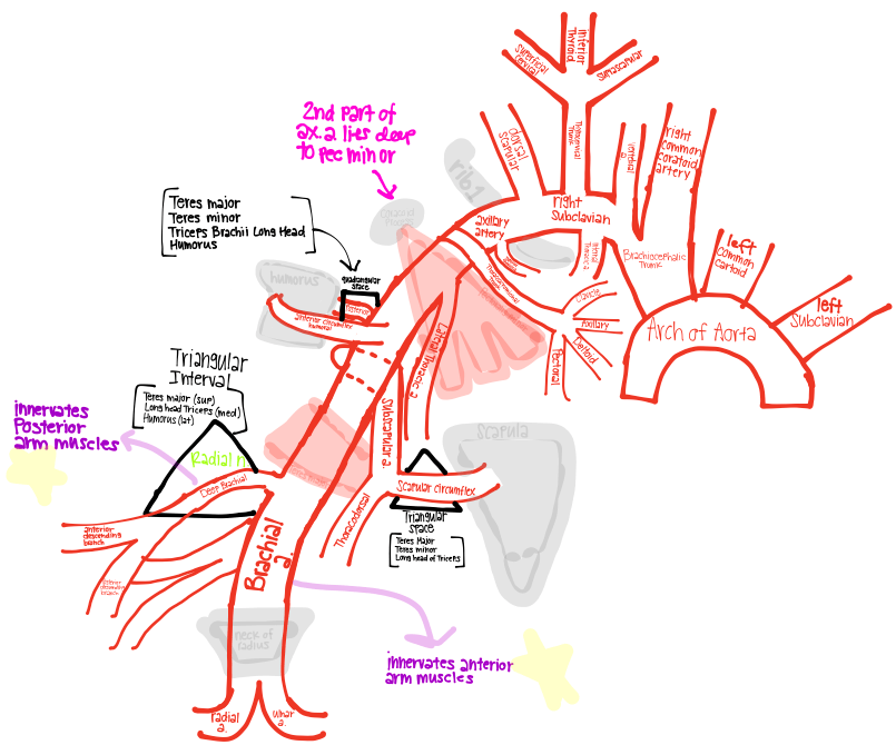 Kim's Anatomy Learning Doodles