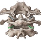 Atlantoaxial joint