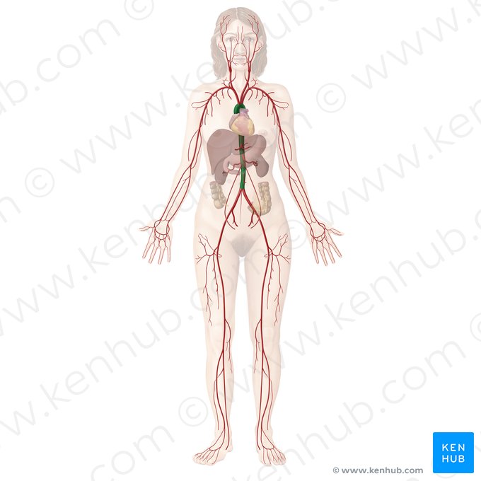 Aorta; Imagen: Begoña Rodriguez