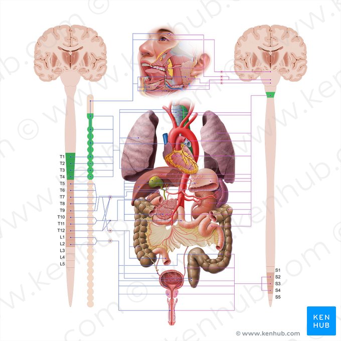 Esôfago (Oesophagus); Imagem: Paul Kim