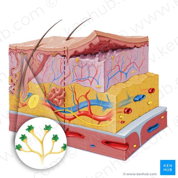 Tactile (Merkel) epithelial cell (Epitheliocytus tactilis); Image: Paul Kim