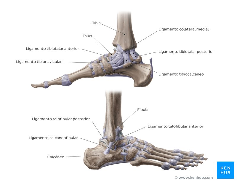 Anatomia da articulação do tornozelo - vistas laterais