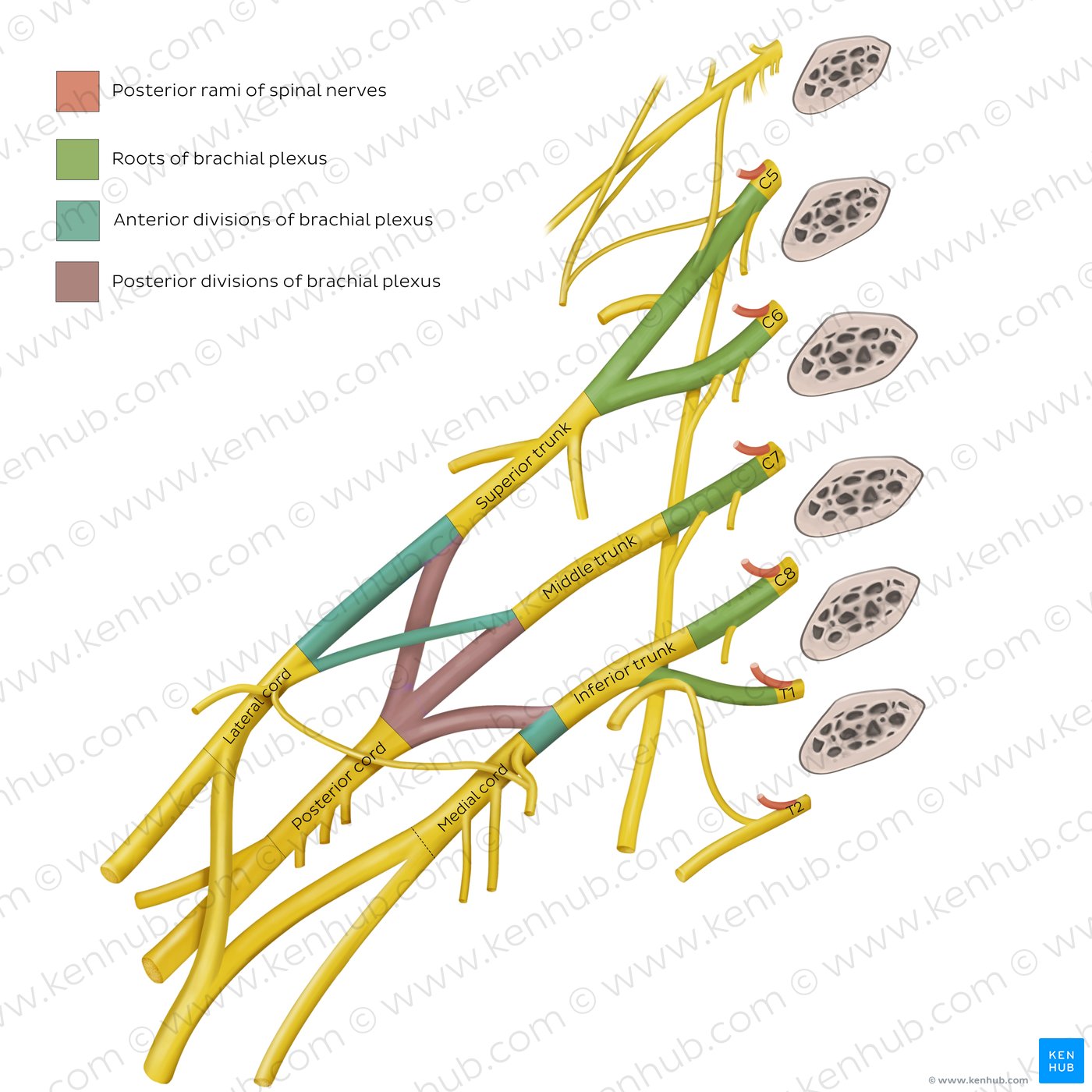 Brachial plexus: Overview