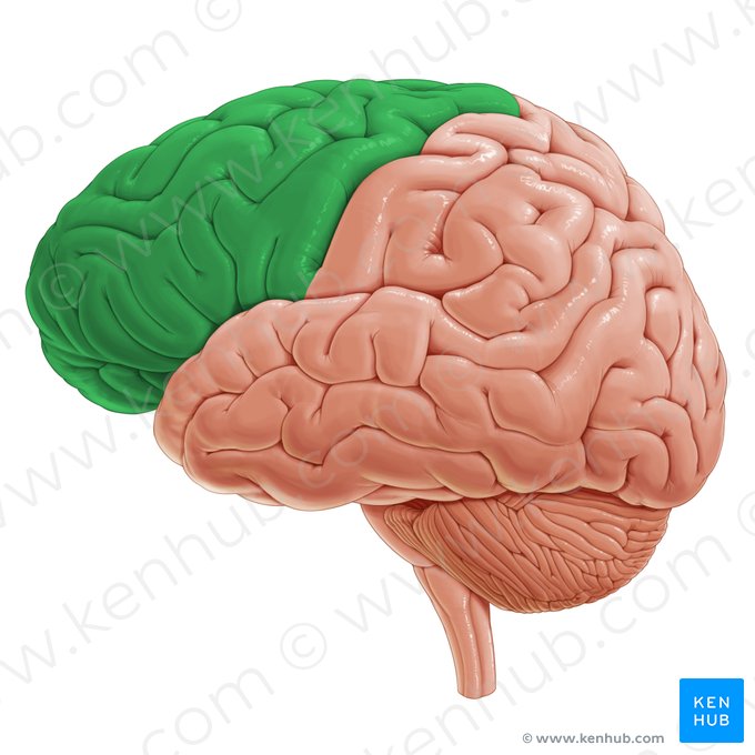 Lóbulo frontal (Lobus frontalis); Imagen: Paul Kim