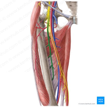 Arteria femoral profunda (Arteria profunda femoris); Imagen: Liene Znotina
