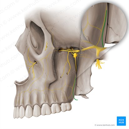 Lesser palatine nerve (Nervus palatinus minor); Image: Paul Kim