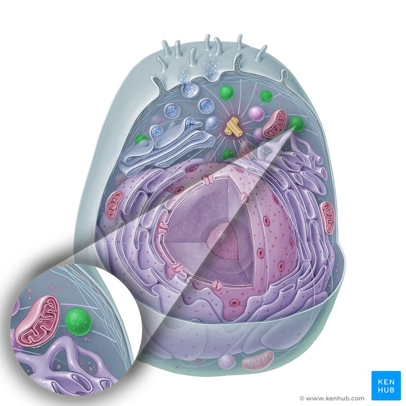 Lysosome