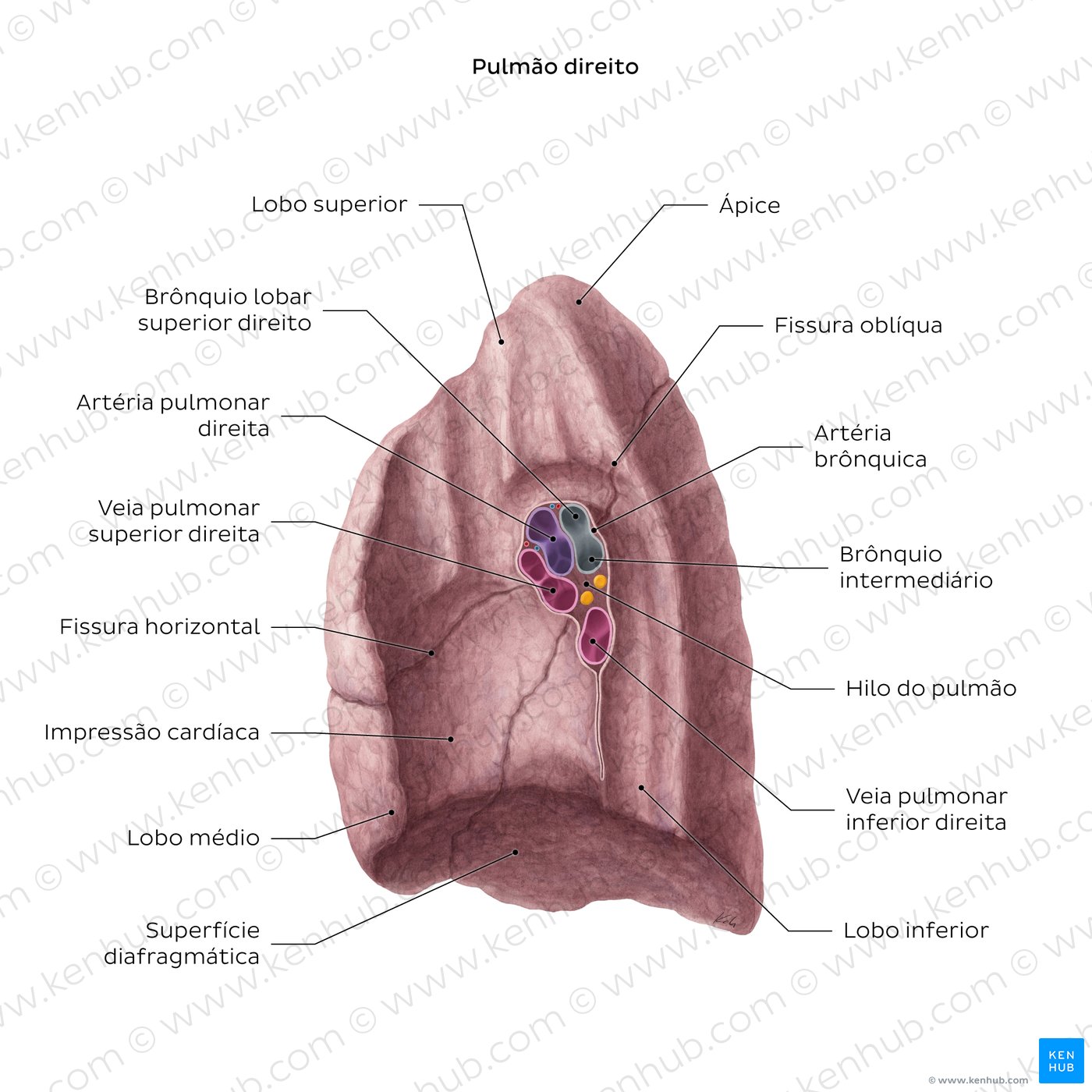 Visão geral da superfície medial do pulmão - vista medial
