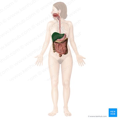 Liver (Hepar); Image: Begoña Rodriguez