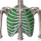 Interkostalmuskulatur