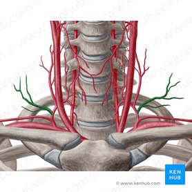 Arteria cervical transversa (Arteria transversa colli); Imagen: Yousun Koh
