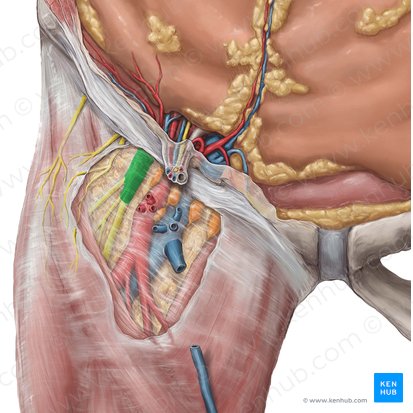 Femoral nerve (Nervus femoralis); Image: National Library of Medicine