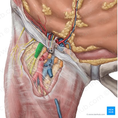 Nervio femoral (Nervus femoralis); Imagen: Hannah Ely