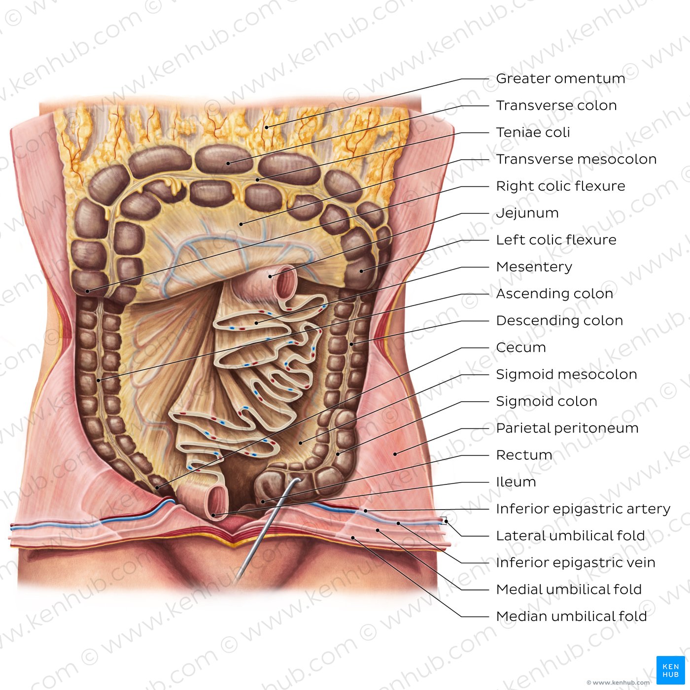 Mesentery (diagram)