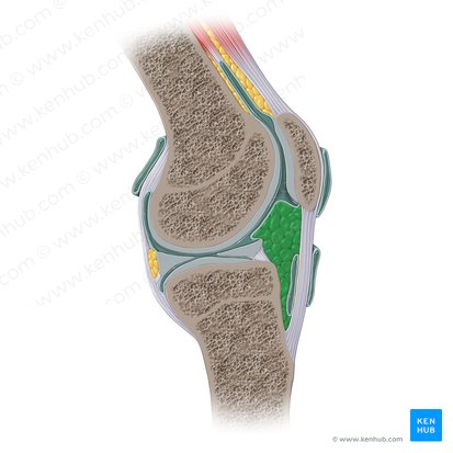 Cuerpo adiposo infrapatelar (Corpus adiposum infrapatellare); Imagen: Paul Kim