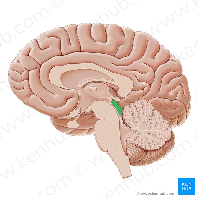 Tectum of midbrain (Tectum mesencephali); Image: Paul Kim