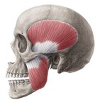 Muscles of mastication