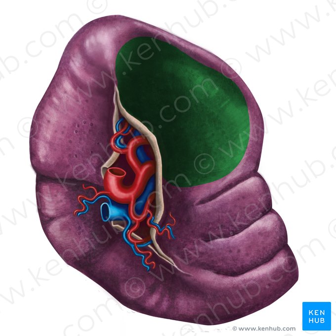 Facies gastrica splenis (Magenseitige Fläche der Milz); Bild: Irina Münstermann