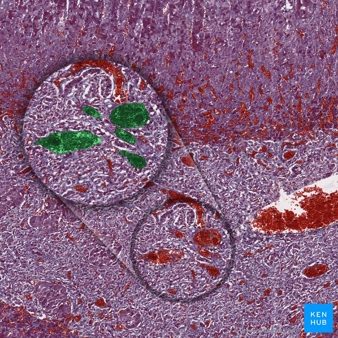 Medullary venules; Image: 