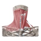 Muscles de la partie antérieure du cou