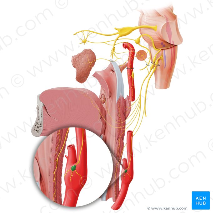 Corpo carotídeo (Glomus caroticum); Imagem: Paul Kim