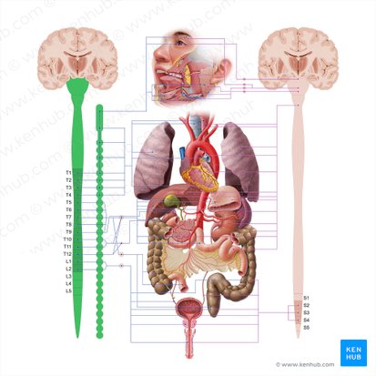 Sympathetic nervous system (Systema nervosum sympathicum); Image: Paul Kim