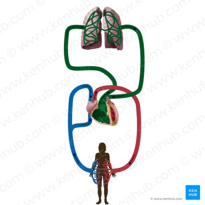 Circulatio pulmonis (Lungenkreislauf); Bild: Begoña Rodriguez