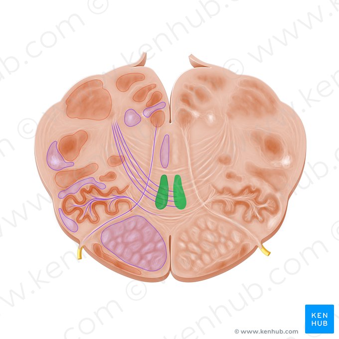 Lemniscus medialis (Mediale Schleifenbahn); Bild: Paul Kim
