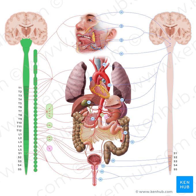 Sistema nervoso simpático (Systema nervosum sympathicum); Imagem: Paul Kim