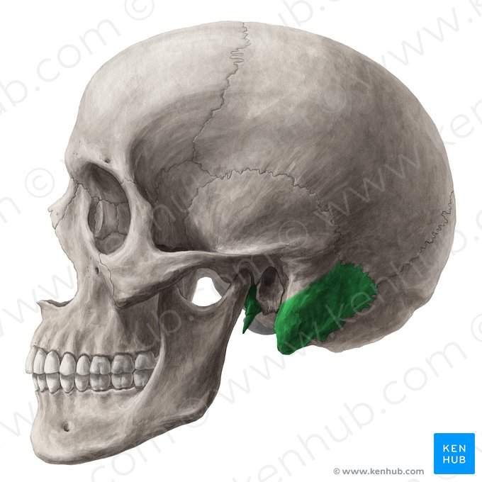 Parte petrosa do osso temporal (Pars petrosa ossis temporalis); Imagem: Yousun Koh