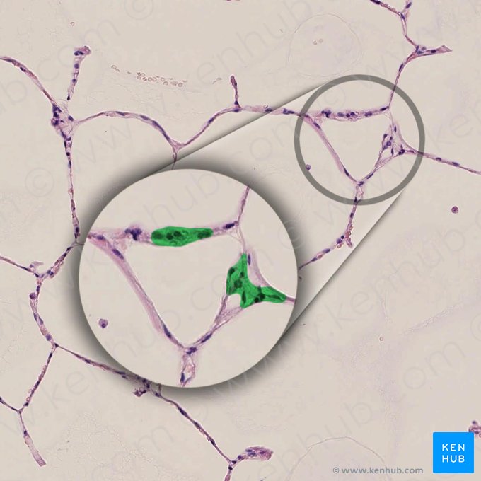 Pneumócitos do tipo 2 (Pneumocytus typus II); Imagem: 