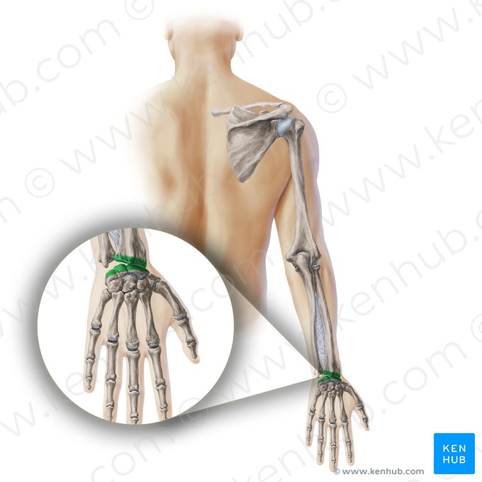 Radiocarpal joint (Articulatio radiocarpea); Image: Paul Kim