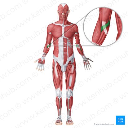 Músculo pronador redondo (Musculus pronator teres); Imagem: Irina Münstermann