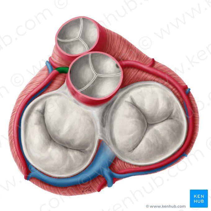 Artéria coronária esquerda (Arteria coronaria sinistra); Imagem: Yousun Koh