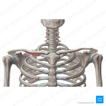 Face articular esternal da clavícula (Facies articularis sternalis claviculae); Imagem: Yousun Koh