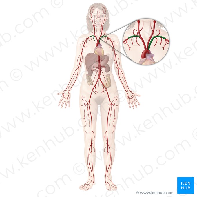 Arteria subclavia (Unterschlüsselbeinarterie); Bild: Begoña Rodriguez