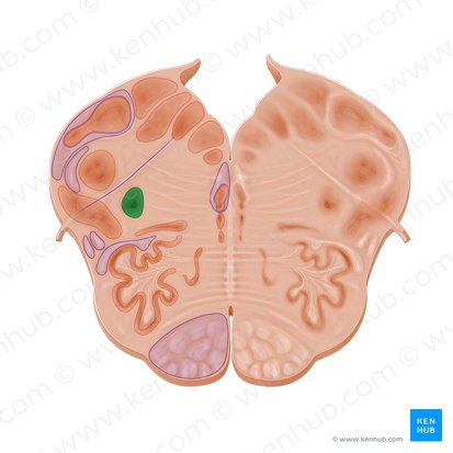 Núcleo ambiguo (Nucleus ambiguus); Imagen: Paul Kim