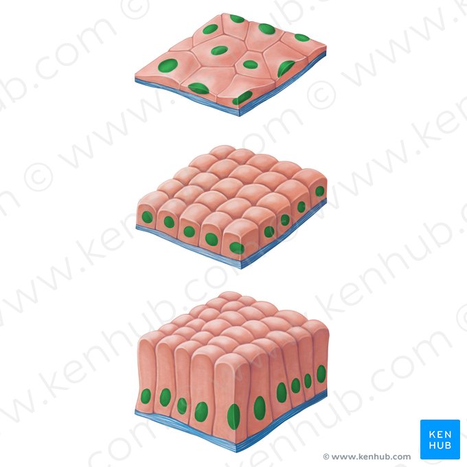 Nuclei of epithelial cells (Nuclei cellularum epithelialium); Image: Irina Münstermann