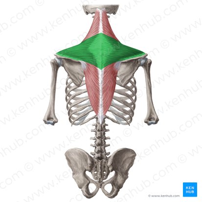 Partie transverse du muscle trapèze (Pars transversa musculi trapezii); Image : Yousun Koh