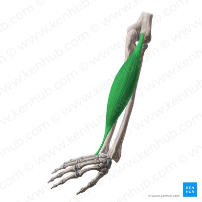 Musculus extensor carpi ulnaris (Ellenseitiger Handstrecker); Bild: Yousun Koh