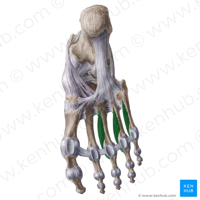Músculos interósseos plantares (Musculi interossei plantares); Imagem: Liene Znotina