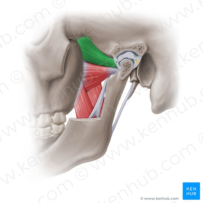 Caput superius musculi pterygoidei lateralis (Oberer Kopf des äußeren Flügelmuskels); Bild: Paul Kim