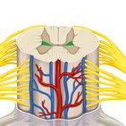 Sympathetic nervous system