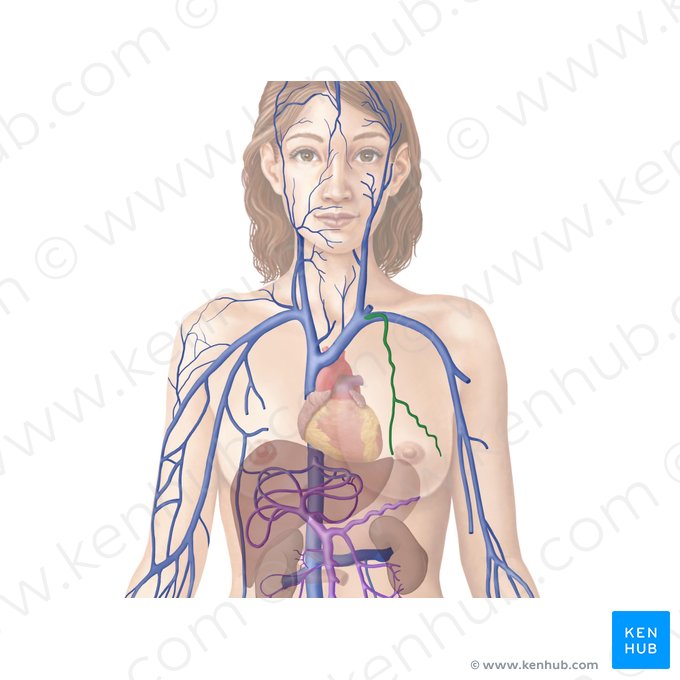 Internal thoracic vein (Vena thoracica interna); Image: Begoña Rodriguez